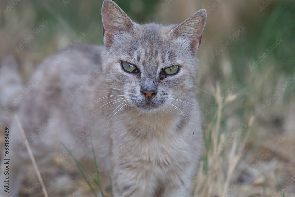Front view of gorgeous white and grey wild cat with green eyes in the mountain