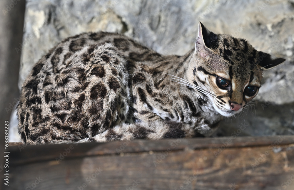 Margay-long-tailed ocelot animals zoo Margay-long-tailed ocelot animals zoo