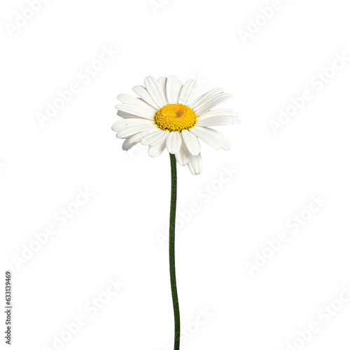 Wallpaper Mural A single white daisy blossom standing alone on a backdrop with a slender stem and side perspective Torontodigital.ca