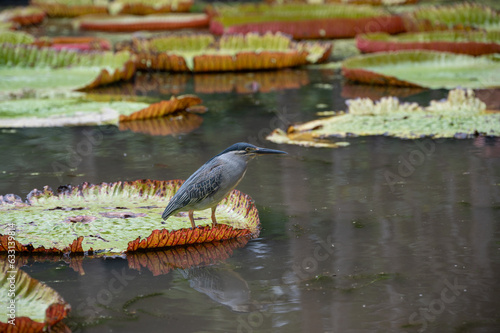 Striated Heron, butorides striata, fishing from giant water lillies, Victoria amazonica, Mauritius photo