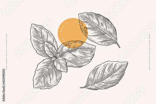 Basil leaves on a light background isolated. Hand-drawn spicy herb for cooking. The concept of organic food. Spices vector illustration. photo