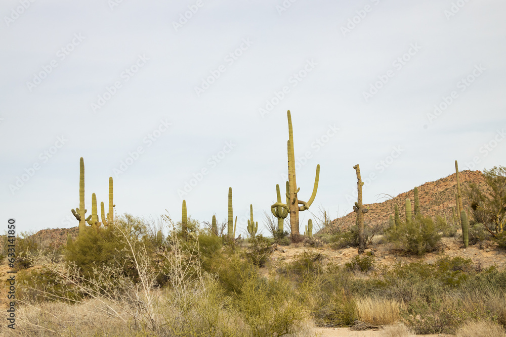 Saguaro cacti in Saguaro National Park, Arizona