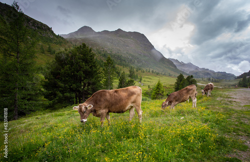 Brown swiss cows grazing on hill