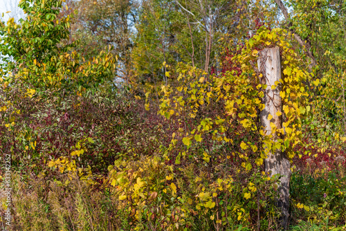 A Wild Grapevine In Fall Color Growing On A Dead Tree With Woodpecker Holes