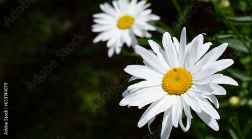 Two chamomile flowers banner with dark green background. Copy space. Close up