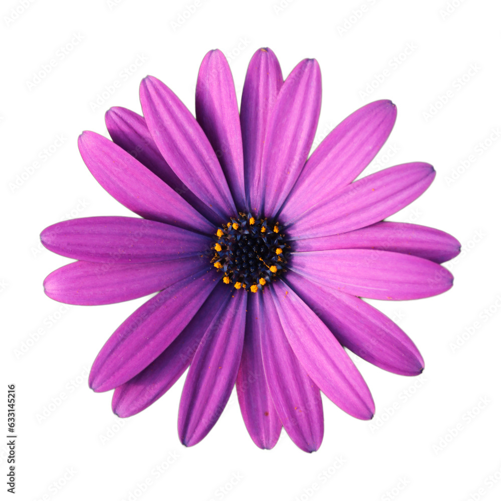 violette blüte mit schmalen ovalen blütenblättern und gelben staubgefäßen