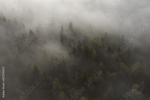 Epic atmospheric view of the foggy taiga