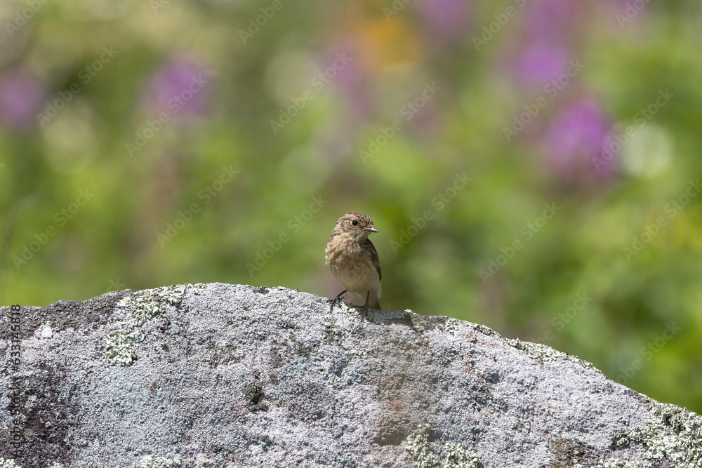 石にとまるノビタキ幼鳥 石にとまるノビタキ幼鳥