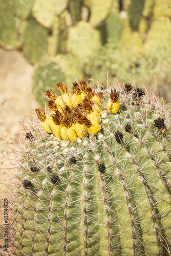 Fishhook barrel cactus close-up with yellow fruit in the desert