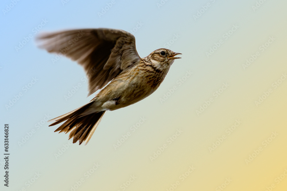 Singing Eurasian skylark (Alauda arvensis) in flight at dawn. The Warta Mouth National Park, Poland. Selective focus on bird's eye