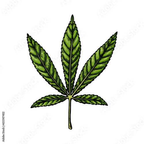 Cannabis ruderalis leaf sketch. Marijuana botanical drawing. Hand drawn vector illustration.