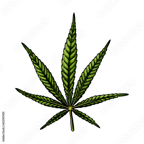 Cannabis sativa leaf sketch. Marijuana botanical drawing. Hand drawn vector illustration