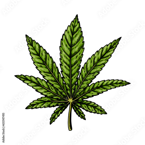 Cannabis Indica leaf sketch. Marijuana botanical drawing. Hand drawn vector illustration