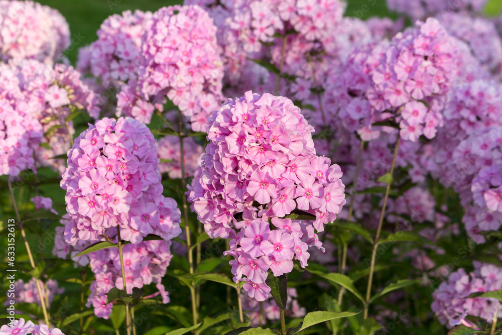 Beautiful pink phlox blooms in summer in the park. A sunny summer day. Beautiful pink phlox blooms in summer in the park. A sunny summer day.