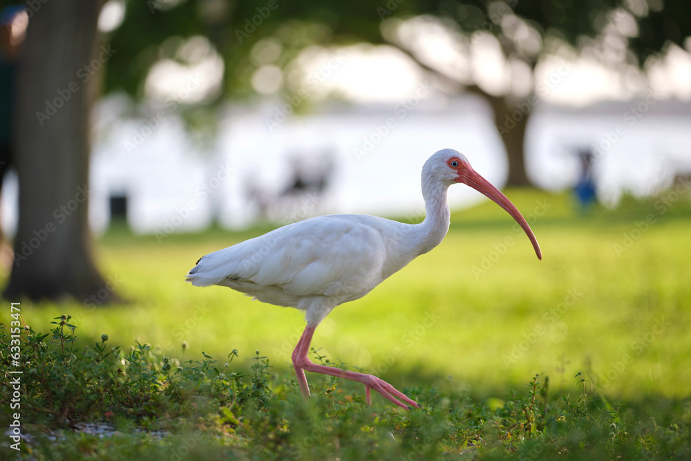 Naklejka premium White ibis wild bird, also known as great egret or heron walking on grass in town park in summer
