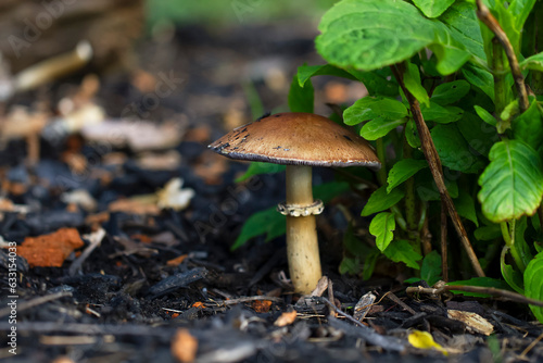 Mushroom standing on the ground next to the green leaves bush. Copy space