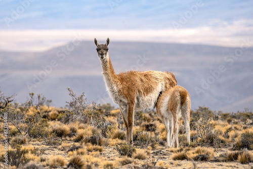 Female guanaco looking at the camera feeds her young with a mountain in the background in Argentine Patagonia. photo