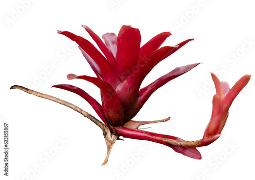 Εκτύπωση καμβά Close-up of the bright red foliage of Neoregelia Fireball, an ornamental plant in the Bromiliaceae family