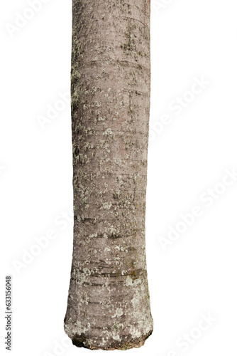 Trunk of a tree isolated on transparent background