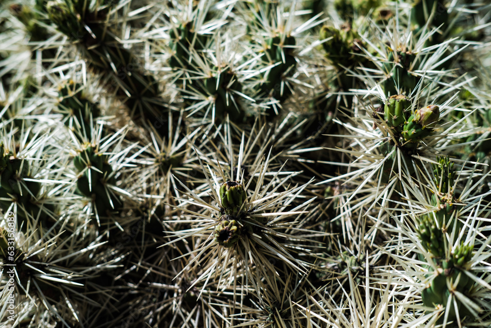 close up of cactus close up of cactus