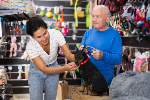 Oriental woman choosing collar for her zwergpinscher in pet shop. Old man helping her with it.