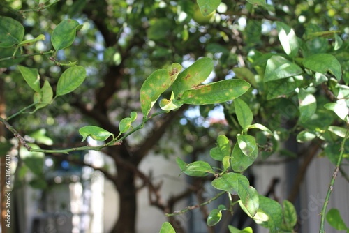 Lemon leaves on a tree
