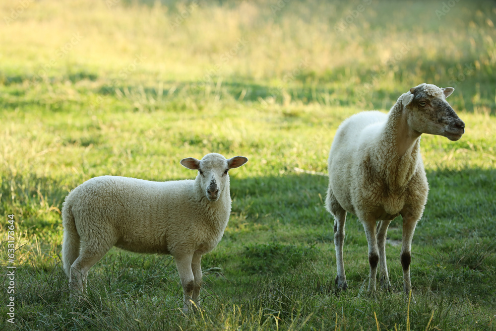 Beautiful sheep and lamb on green pasture. Farm animal Beautiful sheep and lamb on green pasture. Farm animal