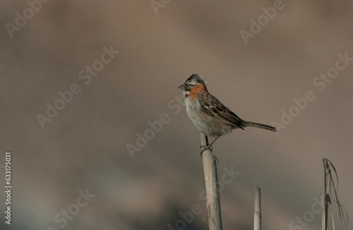 orange necked bird on a tree branch