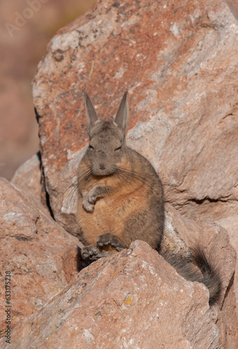 peruvian hare in the chilean north photo