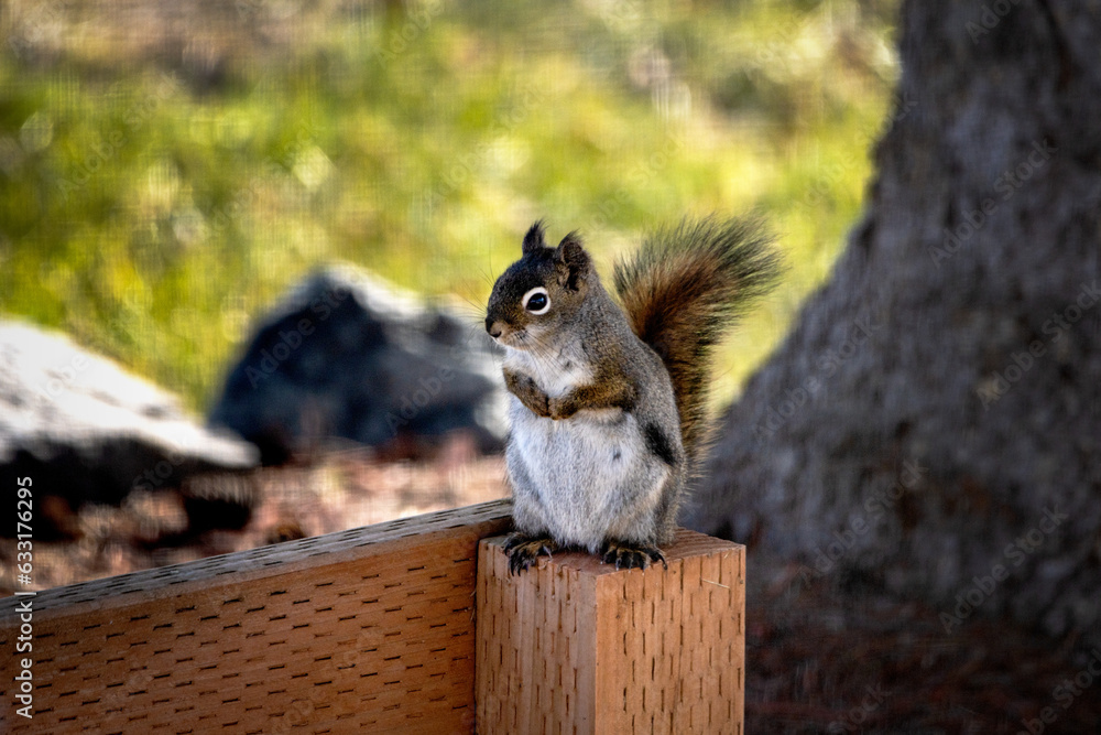 Fototapeta premium squirrel in the park
