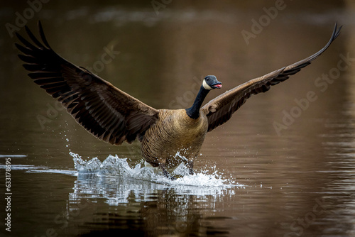 Foto pelican in flight