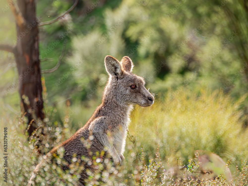 Fototapeta premium Roo In The Weeds