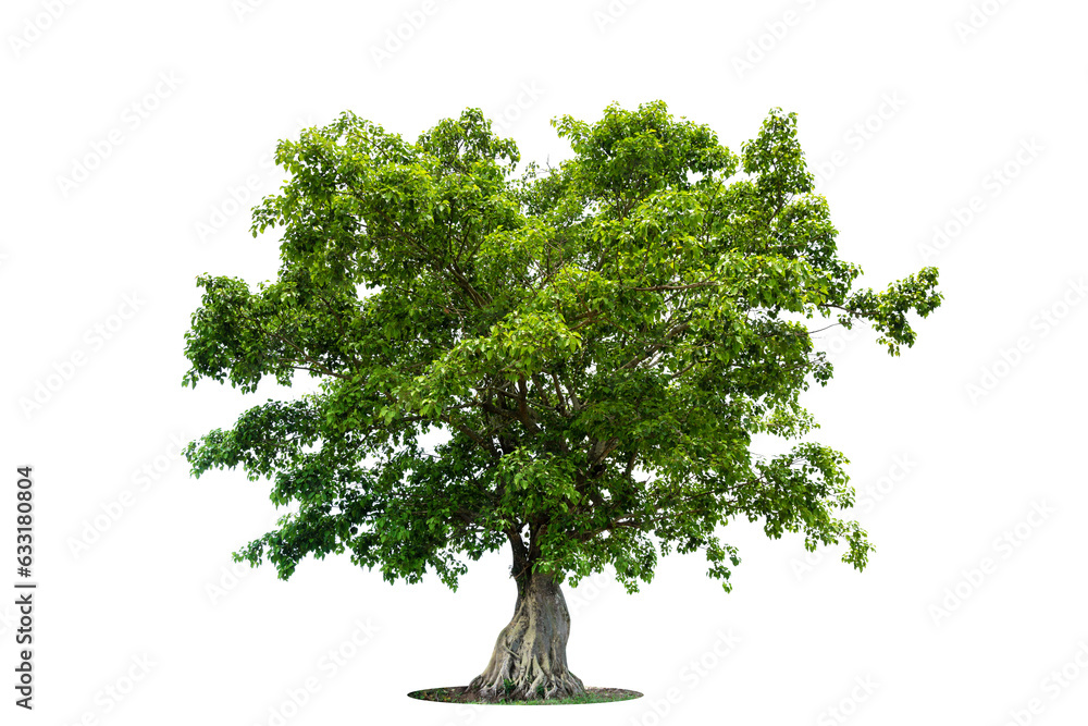 Obraz premium Isolated green tree on white background, Trees isolated on white background, tropical trees isolated used for design, advertising and architecture.