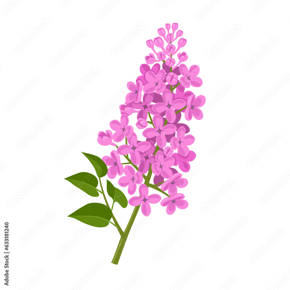 Obraz premium Vector illustration, lilac flower with green leaves, isolated on white background.