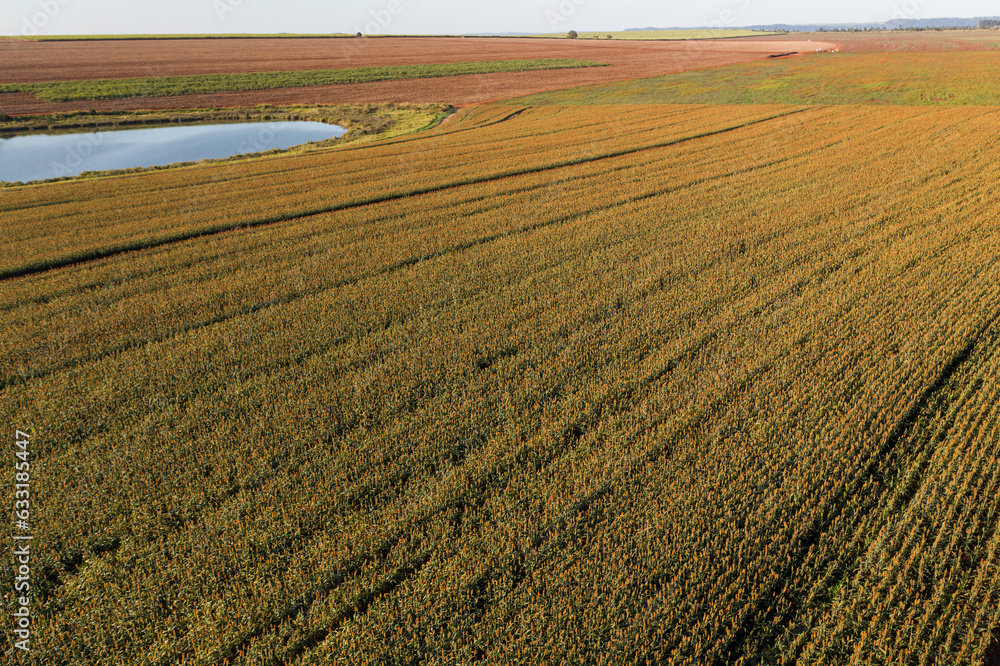 sorghum plantation seen from above at dusk