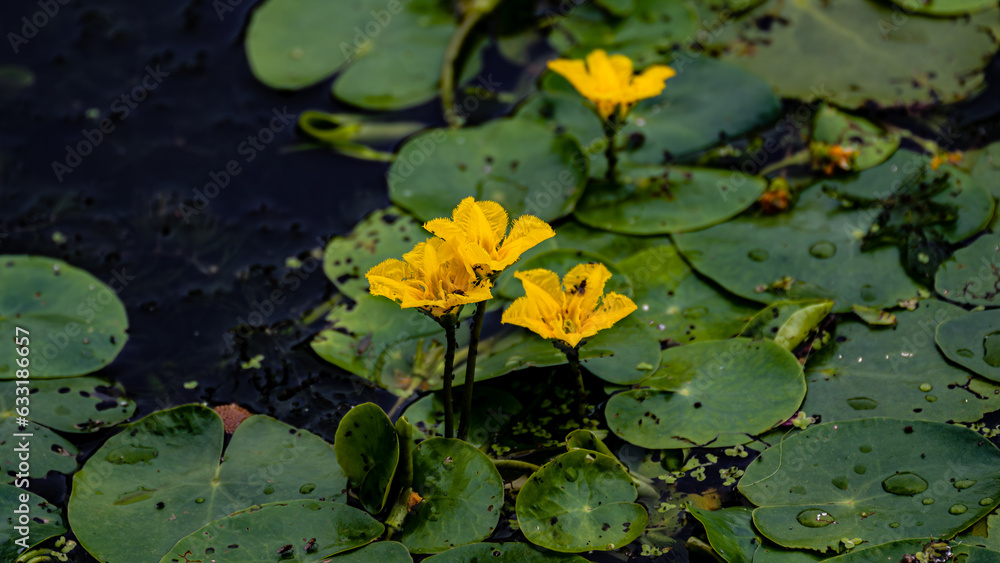 waterweed blooming cauliflower - the scenery of Nanhu Park in Changchun, China in summer waterweed blooming cauliflower - the scenery of Nanhu Park in Changchun, China in summer