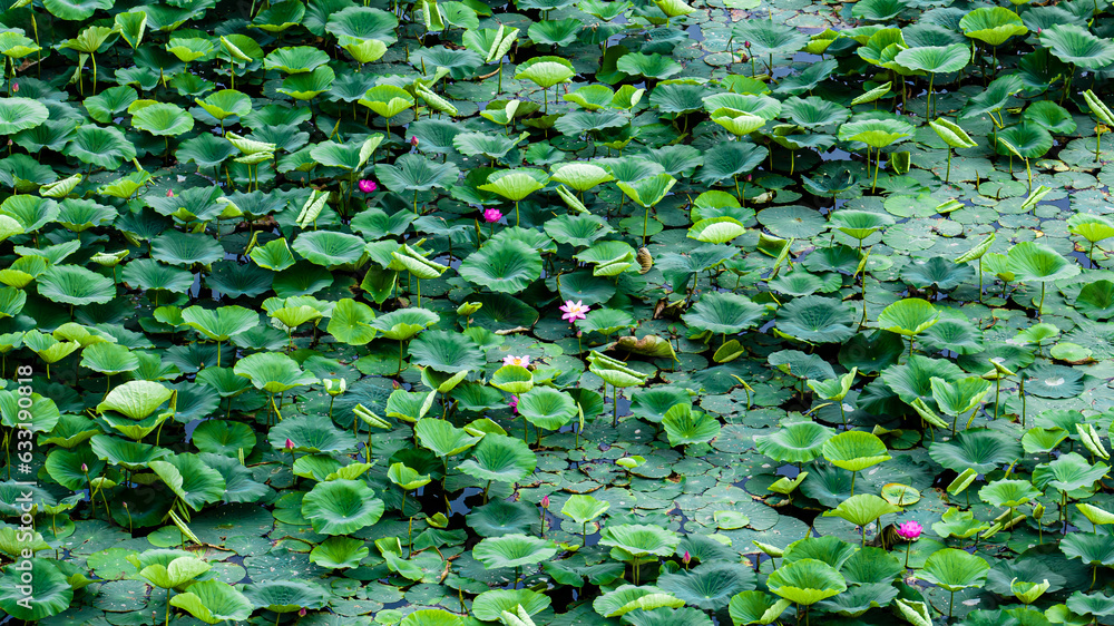 The scenery of Nanhu Park in Changchun, China, where lotus blooms in summer The scenery of Nanhu Park in Changchun, China, where lotus blooms in summer