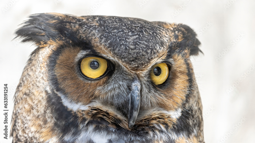 Super close-up great horned owl Super close-up great horned owl