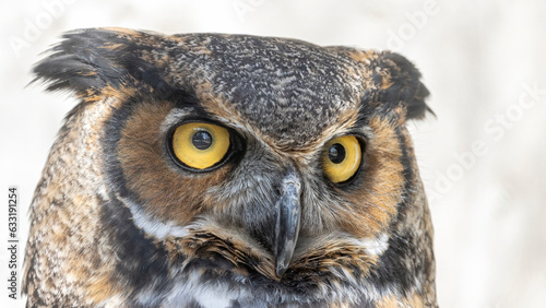 Super close-up great horned owl © Larry