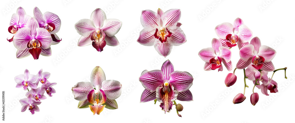  Orchids purple flowers  