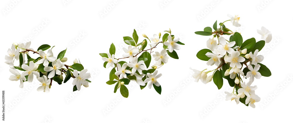 white jasmine bouquet collection transparent background for decorating banners and cards
