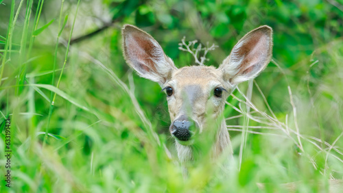 Wallpaper Mural White-tailed deer head Torontodigital.ca