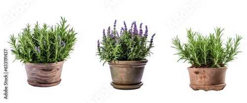 Collection of rosemary plants, purple flowers in pots, transparent background