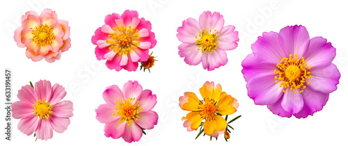 Clip art set of Portulaca umbraticola Kunth flowers purple, pink, yellow, transparent background. photo
