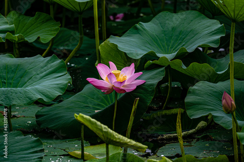 lotus blooming in summer - the scenery of Nanhu Park in Changchun, China in summer photo