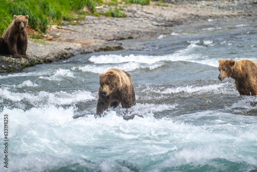 Alaskan coastal brown bear