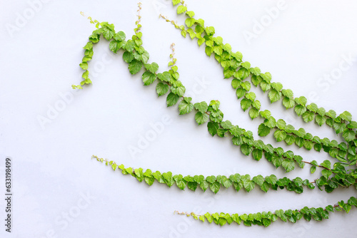 Ivy vines growing on white walls and beautiful branches,copy space and bush isolated on white background