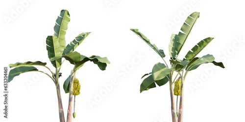 isolated banana tree best use for tropical landscape design