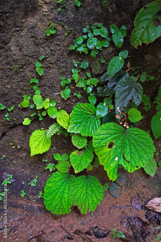 Wild begonias in tropical rainforest of Thailand. Selective focus with copy space Wild begonias in tropical rainforest of Thailand. Selective focus with copy space
