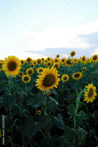 A field of sunflowers against a background of bright blue clouds.
